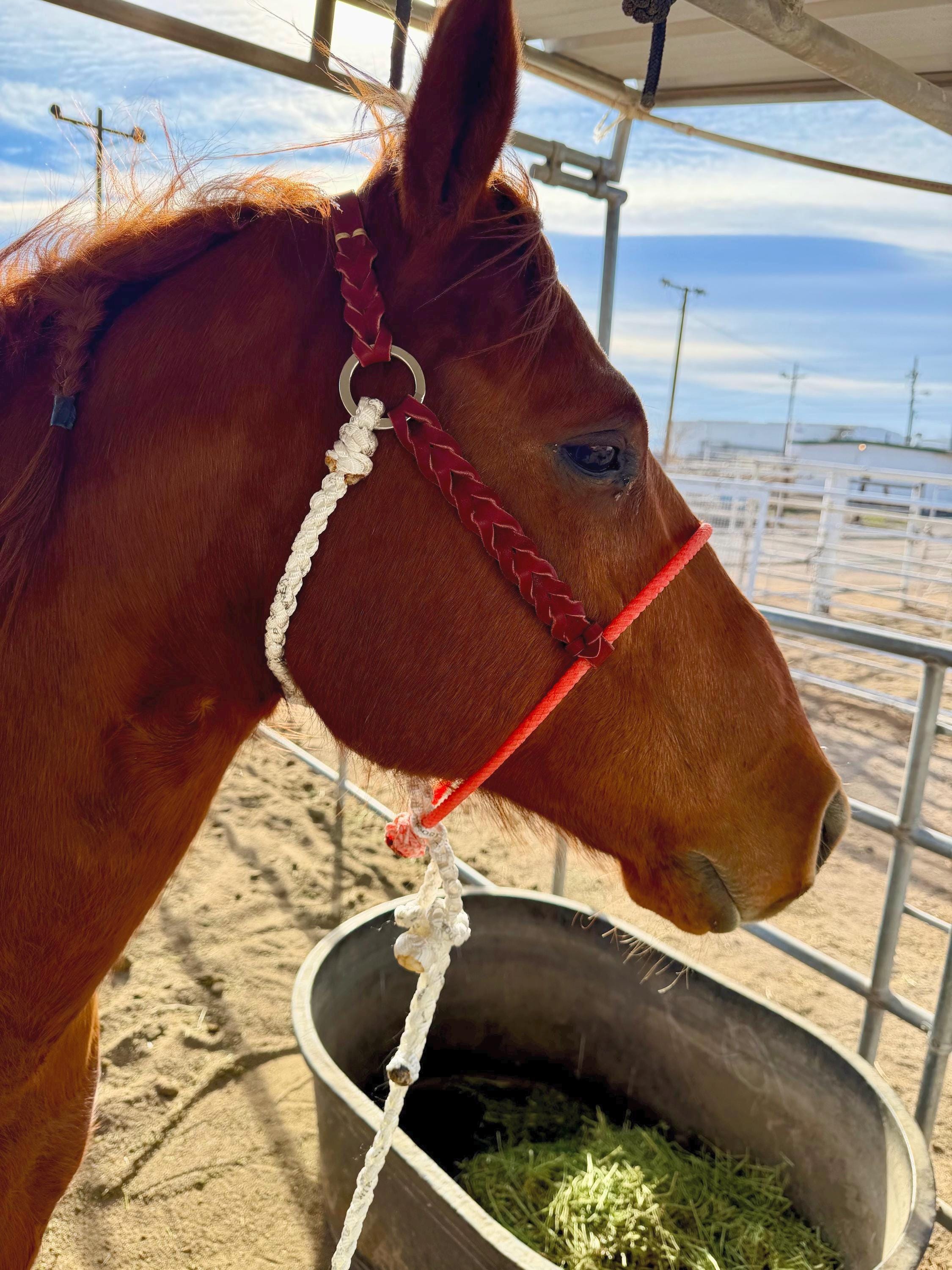 Bloodknot rope nose halter