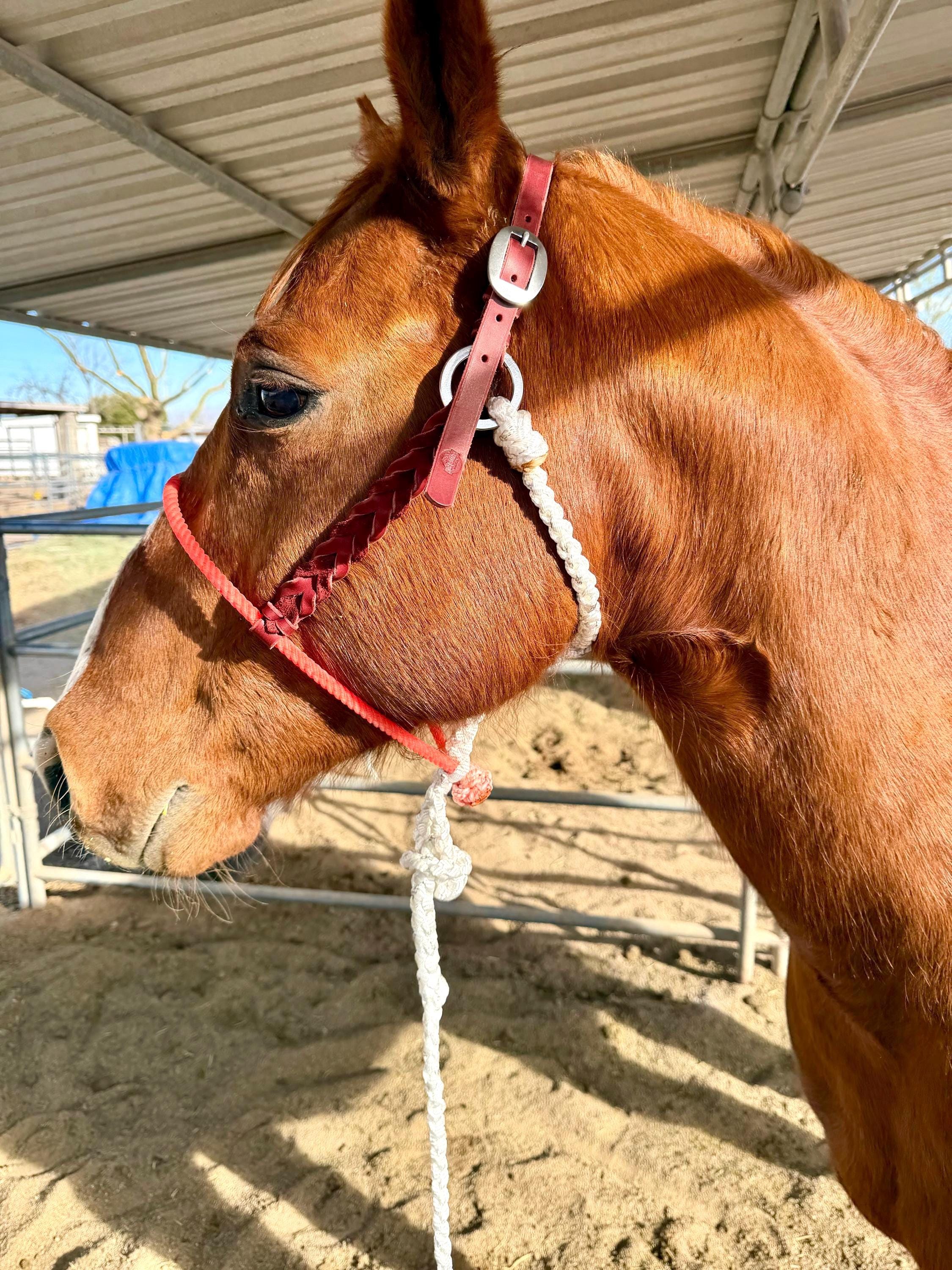 Bloodknot rope nose halter